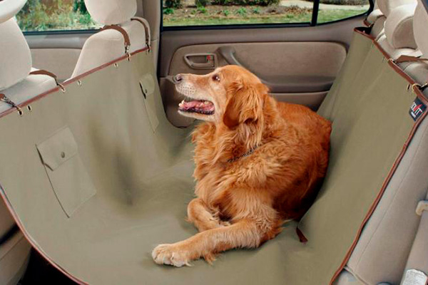 perro-auto-interior.jpg