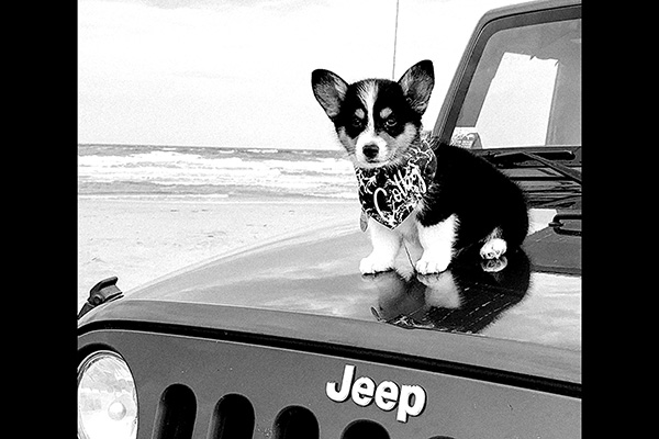 jeeptopcanine.jpg