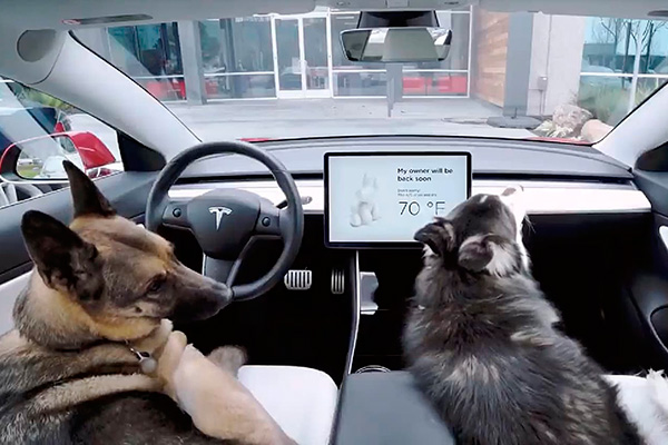 tesla-dog-mode.jpg